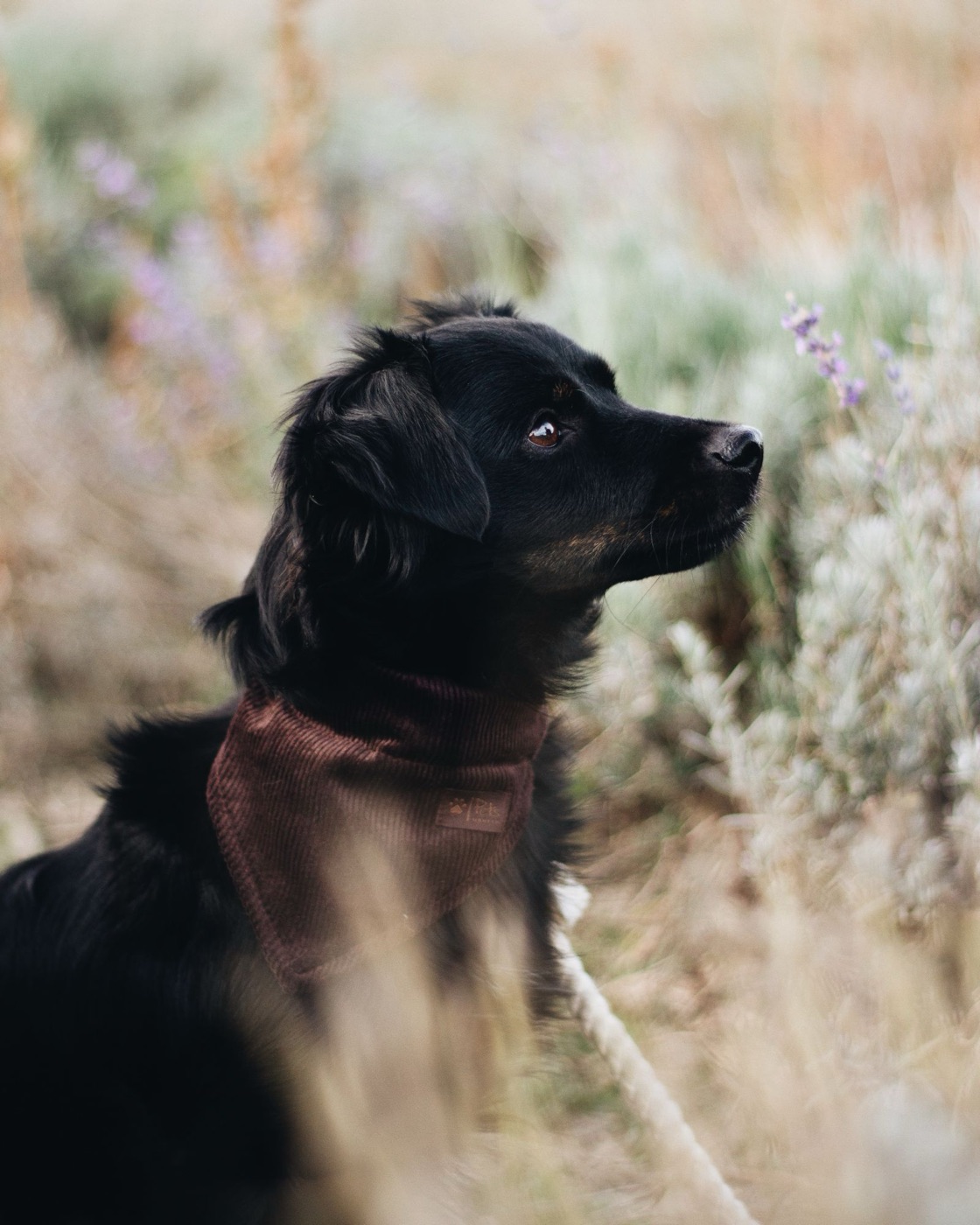 Black dog in a corduroy bandana sniffing lavender